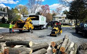 Best Tree Removal  in South Gate, CA